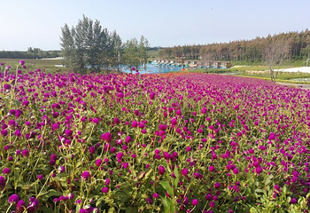 北纬44度金珠花海景区第 53 张图片