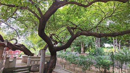 泉州开元寺第 91 张图片