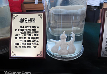 东北虎林园第 33 张图片