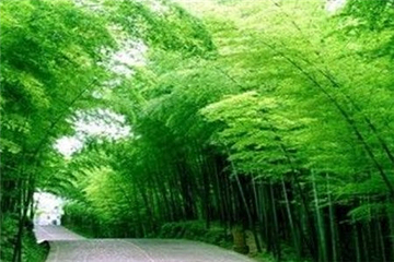 绥江竹海生态旅游景区第 19 张图片