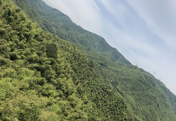 浙东大竹海景区第 28 张图片