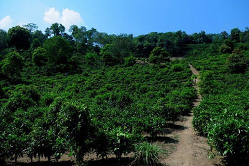 南糯山第 9 张图片