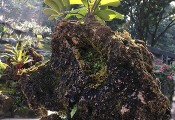 仙湖植物园第 35 张图片
