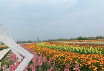 蔚然花海第 312 张图片