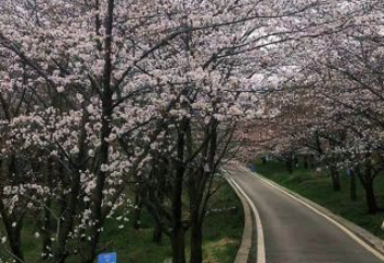 贵安樱花园第 20 张图片