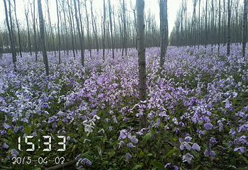 竹柳生态观光园第 3 张图片
