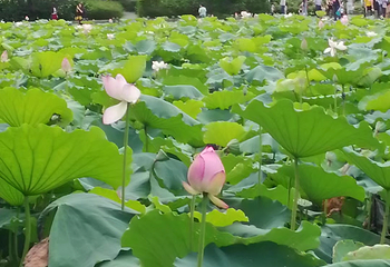 洪湖公园第 14 张图片