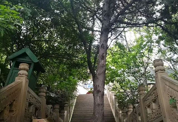 太山龙泉寺第 8 张图片