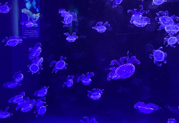 赣州极地海洋世界第 32 张图片