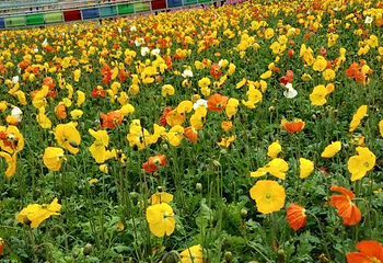 音乐百花谷第 39 张图片
