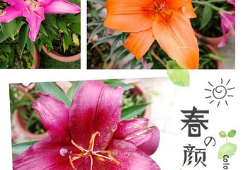 宝趣玫瑰世界第 64 张图片
