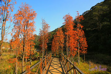 石门国家森林公园第 40 张图片