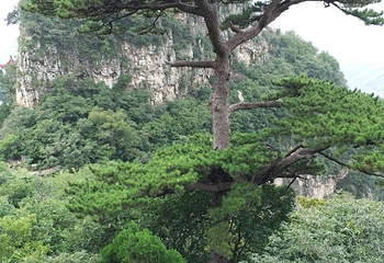 太子坡第 22 张图片