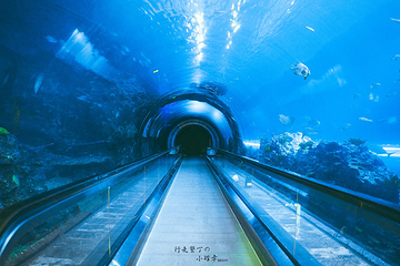 台湾海洋生物博物馆第 48 张图片