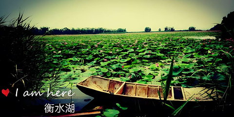 衡水湖旅游景区第 43 张图片