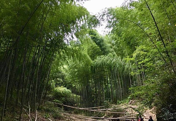 野鹤湫风景区第 20 张图片