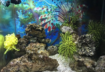 海之语海洋世界第 74 张图片