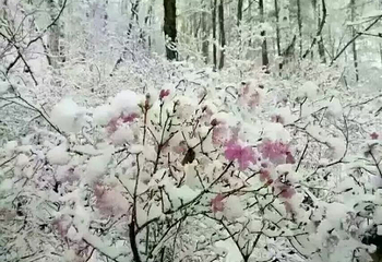 红星火山地质公园第 18 张图片