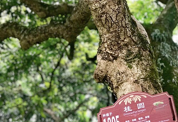 张坝桂圆林旅游区第 16 张图片