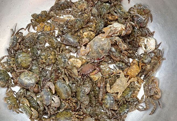 星岛·桃花岛风景区第 22 张图片