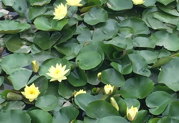 赤水凤凰花坞第 6 张图片