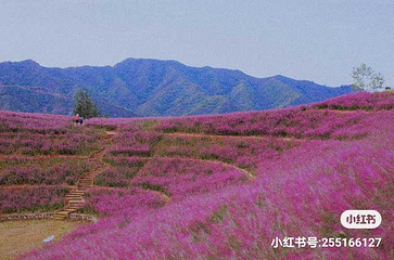 雨花谷薰衣草庄园第 12 张图片