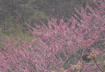 玛瑶山第 2 张图片