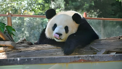 云南野生动物园第 91 张图片