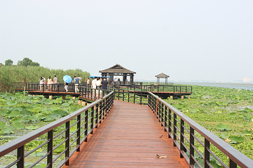 阳澄湖莲花岛第 34 张图片