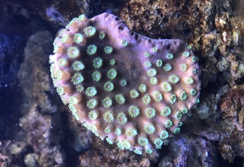 绵阳海底世界第 33 张图片
