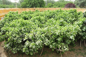 无花果王第 5 张图片
