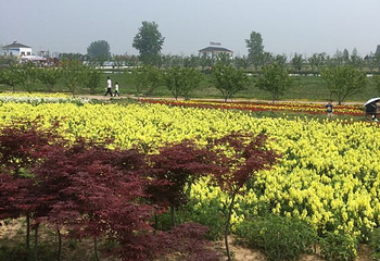同心花海第 39 张图片
