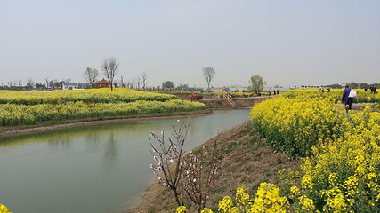 荆门沙洋油菜花第 7 张图片