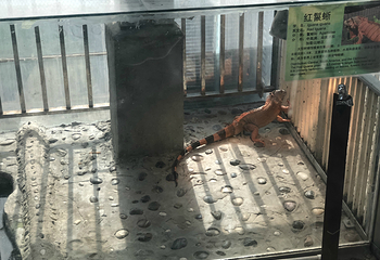 上海大自然野生昆虫馆（东方明珠•爬宠昆虫探索中心）第 61 张图片