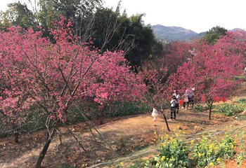 韶关樱花公园第 24 张图片