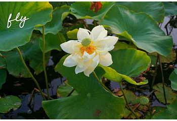 青格达湖第 16 张图片