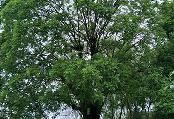 苏州中国花卉植物园第 60 张图片