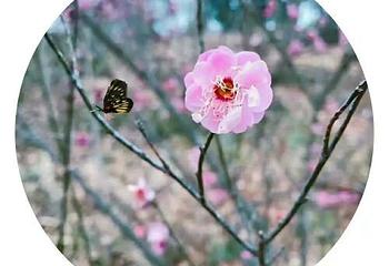 武宁花源谷第 14 张图片
