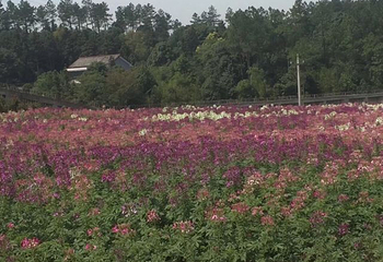 洋沙湖花海营地第 40 张图片