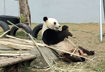 中国竹艺城第 5 张图片
