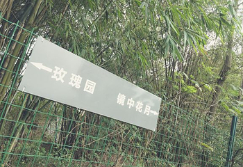 凤凰花海第 36 张图片