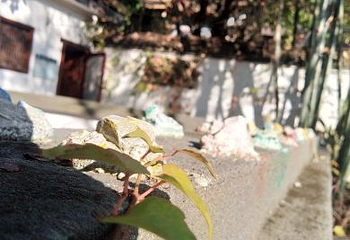 老木棉匠园第 10 张图片