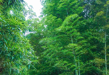 杭州植物园第 37 张图片