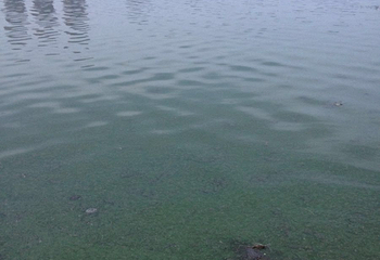 淘气猫海洋馆第 4 张图片