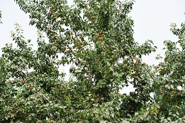 无花果王第 3 张图片