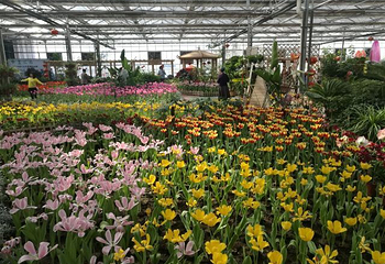 北大荒鹤城鲜花港第 16 张图片