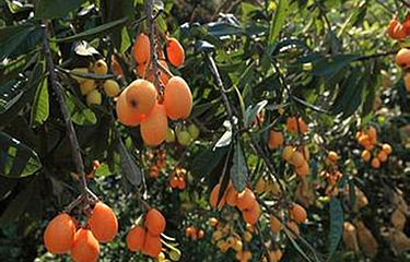 香蜜山果庄第 19 张图片