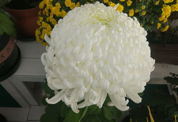 湖熟菊花园第 6 张图片
