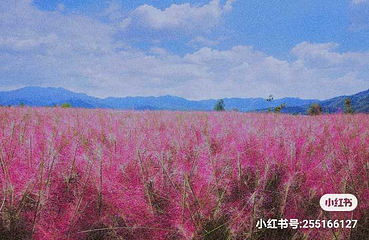 雨花谷薰衣草庄园第 14 张图片