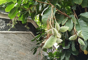 十香园纪念馆第 10 张图片